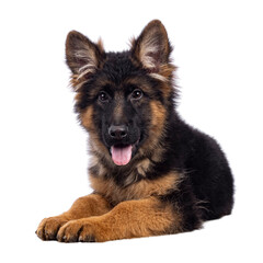 Poster - Cute German Shepherd dog puppy, laying down side ways. Looking straight to camera, mouth open and tongue out. Isolated cutout on a white background.