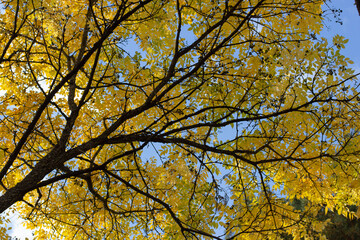 branches with yellow leaves against the blue sky, autumn yellow leaves
