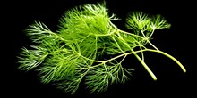 AI Generated Illustration Of Fresh Green Dill On Dark Background
