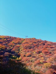 Wall Mural - Picturesque autumnal scene of a wooded area and the power line