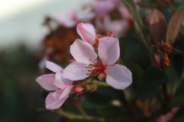 Poster - Of a small, vibrant pink flower in bloom