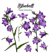 Purple Bluebell Flowers With Green Leaves