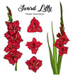 Vector illustration of Red Sword Lily Flowers