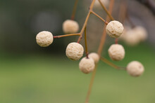 Melia Azedarach (chinaberry Tree) Beads With Blur Background. White Dried Fruits On A Branch In Winter.