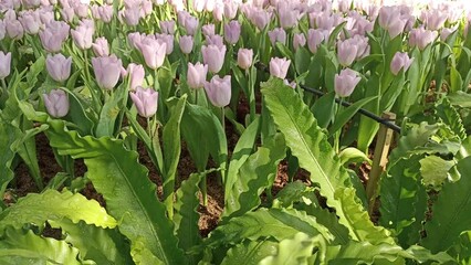 Wall Mural - purple pink tulip flower growing decorating in garden