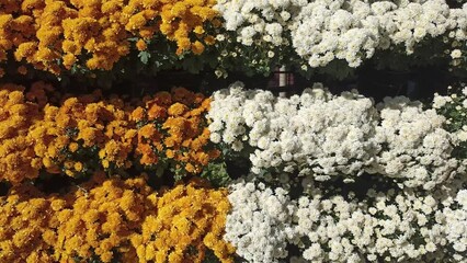 Wall Mural - blooming yellow white chrysanthemum flower field garden horticulture