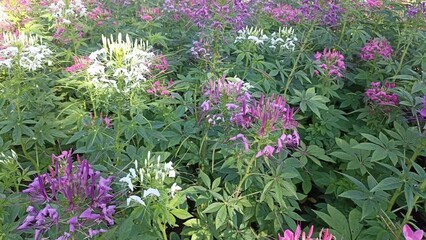Wall Mural - blooming pink and purple spider flower (Cleome hassleriana) at the flowerbed in the garden