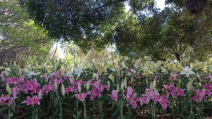 Wall Mural - blooming pink white lily flower field garden horticulture