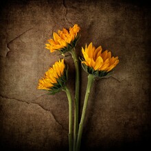 Vibrant Image Featuring Three Sunflowers On A Textured Background