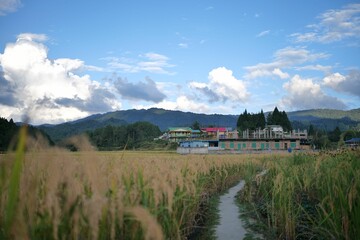 Wall Mural - an open field with long grass and a building on the side