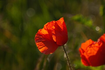 Poster - Closeup of a vibrant red tulip in a lush green with a blurry background