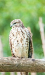 Canvas Print - an eagle perched on top of a tree branch next to the forest