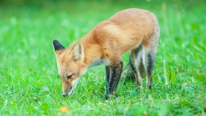 Poster - Closeup of a red fox in a lush green on a sunny day