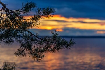 Wall Mural - Tree branch silhouetted against a backdrop of a picturesque setting sun over a calm body of water.