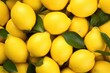 Ripe yellow lemons close up or texture. Lemon harvest, many yellow lemons.