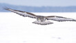 Bird of prey in flight, raptor common buzzard or hawk flying Buteo buteo