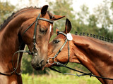 Fototapeta Konie - portrait of beautiful sportive stallions posing together . Trakehner breed.