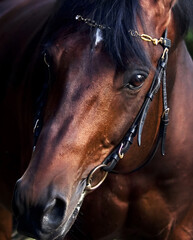 Wall Mural - art portrait of beautiful sportive stallion. Trakehner breed. close up