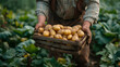 photo of a farmer lifting a wooden basket containing fresh potatoes with a plantation in the background