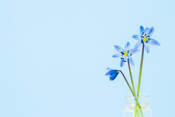 Wall Mural - Fresh snowdrops or scilla in glass vase on light blue wall background. Pastel color. Closeup. First messengers of spring. Empty place for inspirational text, quote or sayings. Front view.