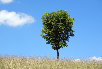 Poster - Baum vor blauem Himmel