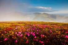 Magical Fields Of Blooming Rhododendron Flowers In The Highlands. Carpathians, Chornohora National Park, Ukraine.