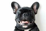 Fototapeta Psy - Close-up of a cheerful black French Bulldog smiling with eyes closed, isolated on a white background.