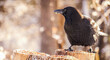 A Black Crow Bird Snacks On Birdseeds Atop Snowy Logs In Winter