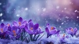 Fototapeta Kwiaty - 
Violet Crocus Flower Growing Snow Miracle, Banner Image For Website, Background, Desktop Wallpaper