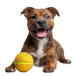 The dog is playing with the ball isolated on transparent background