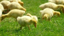 Many Young Yellow Ducklings Quickly Eat Feed On The Farm. Breeding Of Domestic Poultry. Birds Eat. Poultry Breeding At A Poultry Factory. Animal Feeding Grass. Duck Farm Bird