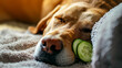 dog relaxed from spa procedures with cucumber on eye, covered with a towel. AI Generative