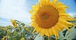 Vivid Sunflower in Full Bloom Under Clear Blue Sky