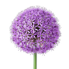 purple allium flower isolated