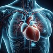 Diagram showing human heart 3d renders realistic anatomy. human organ vector illustration
