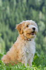  cute Tibetan Terrier puppy seated with green background