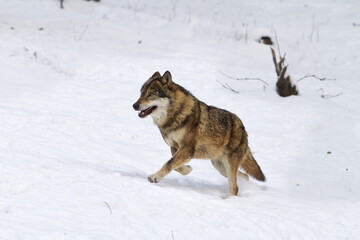 Wall Mural - male Eurasian wolf (Canis lupus lupus) running through the snow in winter