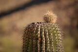 Fototapeta Londyn - Saguaro cactus with a small pup striking out