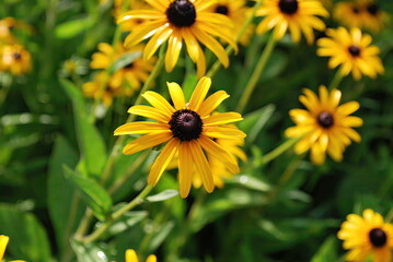 eld of black-eyed Susan flowers with yellow petals