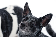 Inquisitive Black Dog In Snow