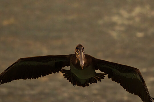 Brown pelican at sunset in Los Roques National Park. Venezuela