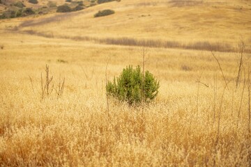 Poster - Solitary tree stands in a sprawling meadow of golden grass