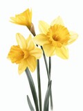 Fototapeta Desenie - Yellow Daffodil Flower Illustration Generative AI