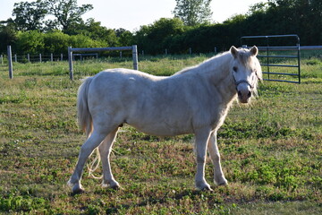 white horse in the field