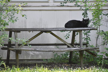 cat in the garden