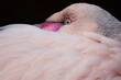 Flamingos (Phoenicopteridae) detail portrait in sunset