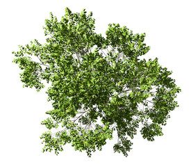 Wall Mural - Aerial view green trees canopy landscape on transparent backgrounds 3d render png file