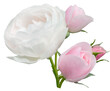Delicate pink roses isolated on white background