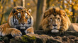 Tiger and lion wild cats together resting and relaxing, lazy and sleepy on the rock outdoors in the wilderness, looking at the camera in the zoo