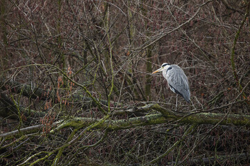grey heron (ardea cinerea) lurking in the tree